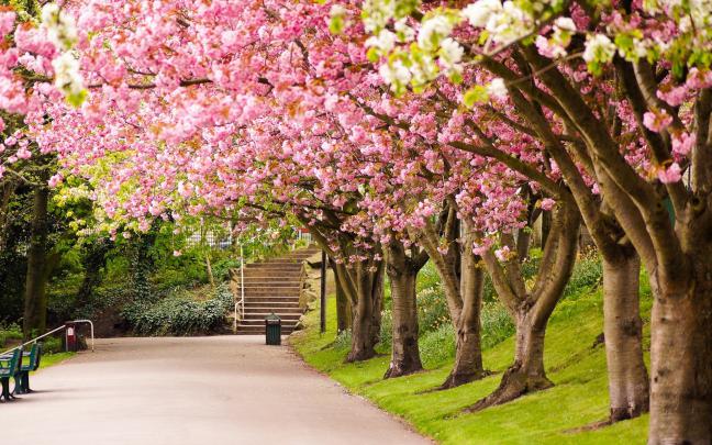 cherry wallpapers, photos and desktop backgrounds up to 8K [7680x4320 