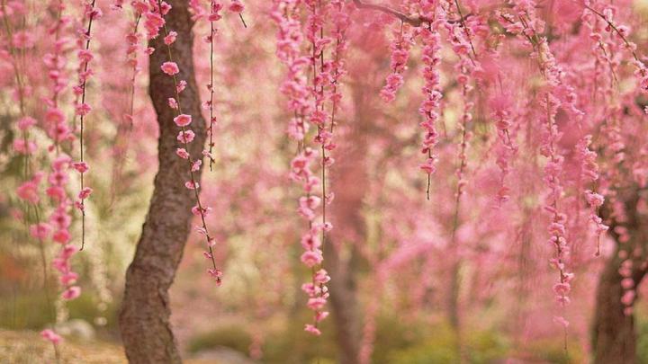 Cherry Blossom Desktop Wallpaper \u00b7\u2460 