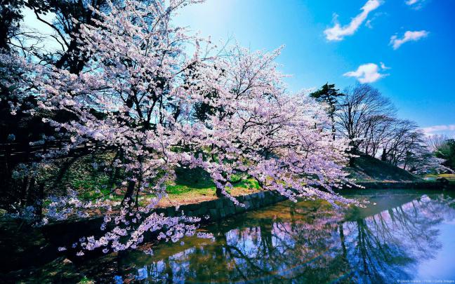 Cherry Blossom Desktop Wallpaper \u00b7\u2460 
