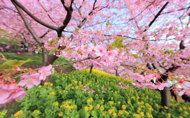 Cherry Blossom Wallpapers