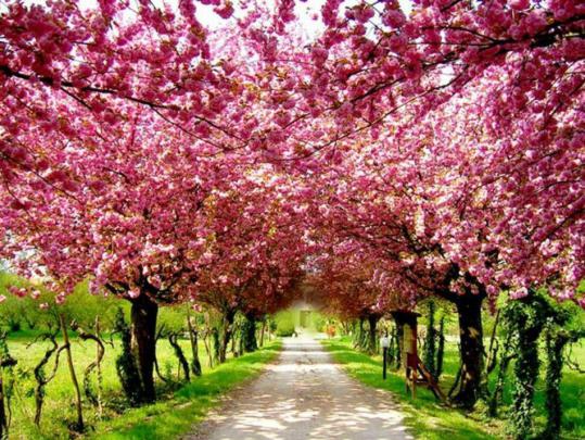 Cherry Blossom Backgrounds
