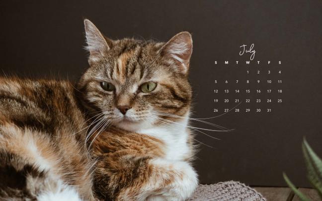 July 2020 Desktop Wallpaper with Calendar - Women\u2019s Cat T-Shirts - I 