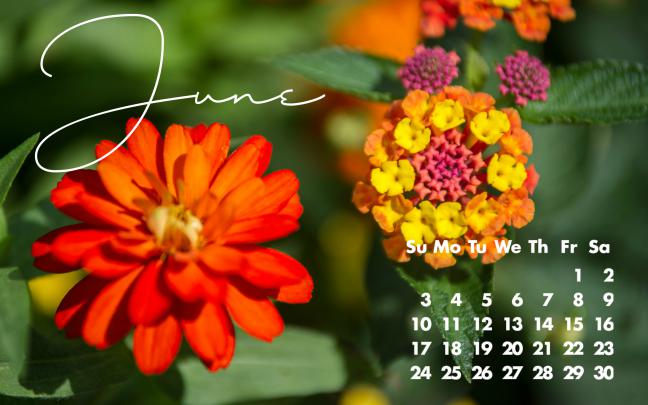 FREE June Desktop or Phone Wallpaper!