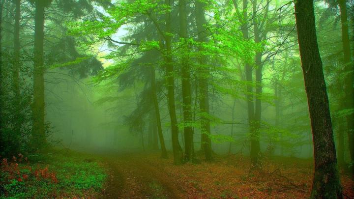 Nature Wallpaper [1920x1080] | Nature wallpaper, Iphone wallpaper 