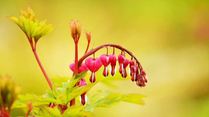 Beautiful Nature wallpaper 1920x1080 : wallpapers