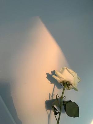 Aesthetic Soft Wallpapers