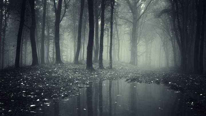 Spooky Forest Wallpaper (68+ images)
