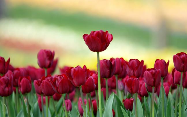 Tulip Desktop Wallpaper