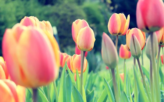 tulips, Dutch, Netherlands, Flowers, Clovers Wallpapers HD \/ Desktop 