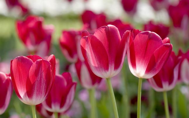 HD Wallpapers: tulip hd wallpapers