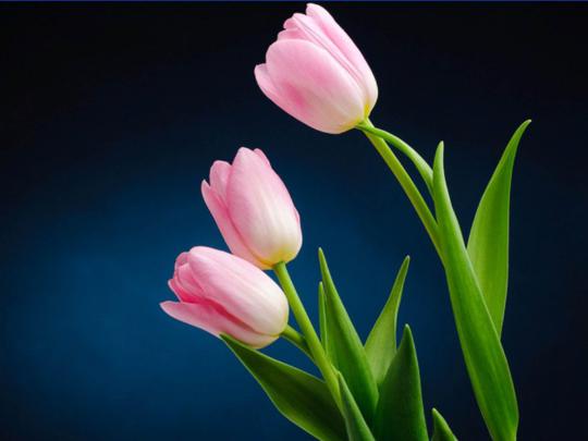 Pink Tulips Wallpapers