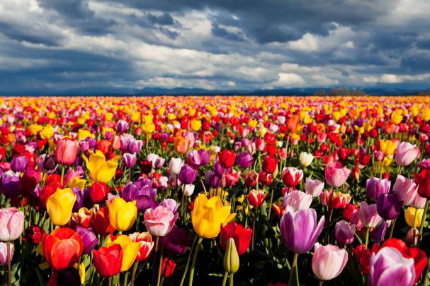 FREE 20+ Tulip Wallpapers in PSD