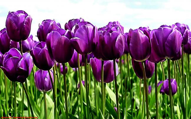 Purple Tulips Wallpapers