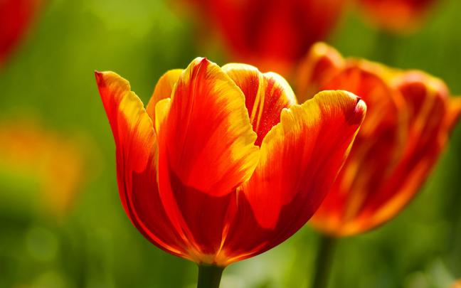 Red Tulips Desktop Wallpapers - Amazing Picture Collection