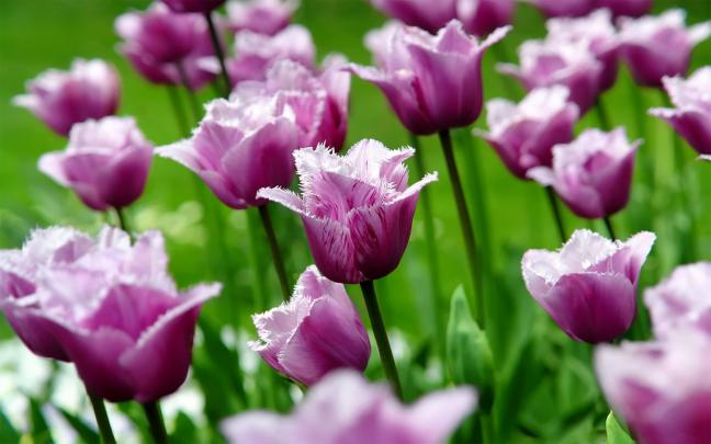 [48+] Free Tulip Wallpapers for Desktop 