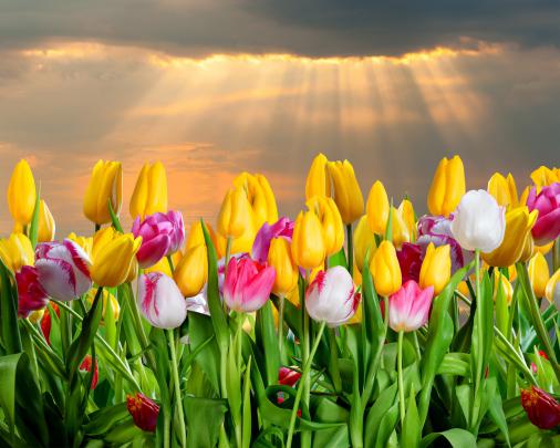 tulips, Many, Flowers Wallpapers HD \/ Desktop and Mobile Backgrounds