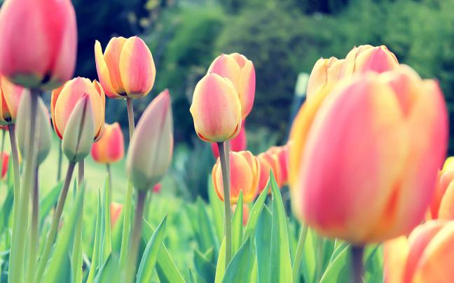 Desktop Tulip Wallpapers