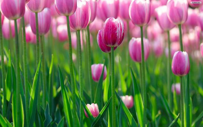 Pink Tulips Wallpapers