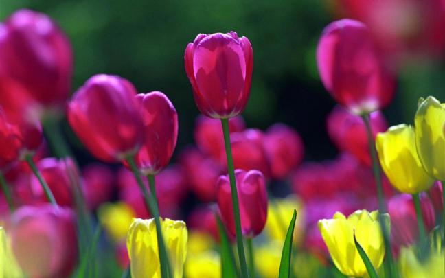 Tulip Wallpapers