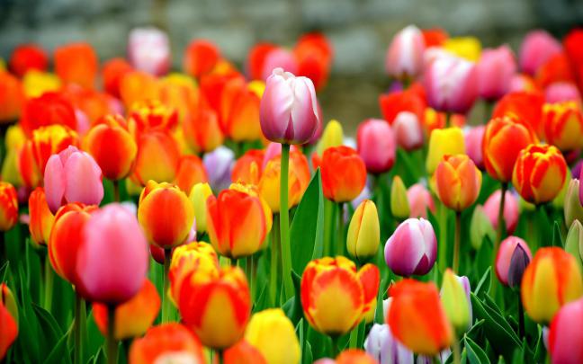 Tulips Wallpapers Images Photos Pictures Backgrounds