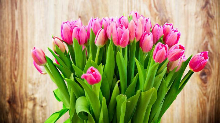 Tulips Background Wallpaper (70+ images)