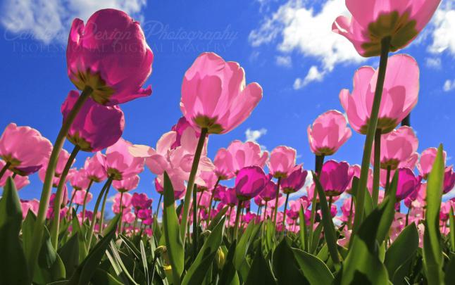 Pink Tulips Wallpapers