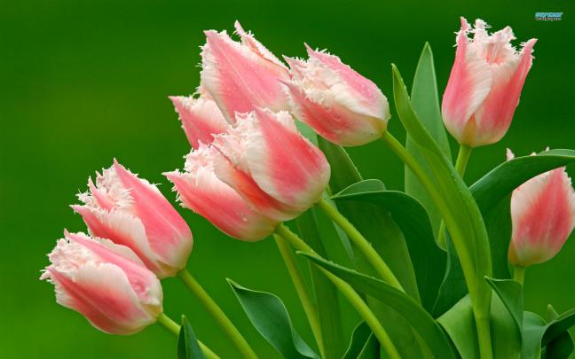 [43+] Tulip Wallpaper for Desktop 