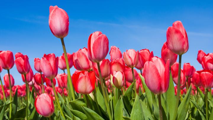 Nature Wallpaper Desktop \u2013 Tulips Flower in Spring | HD Wallpapers 