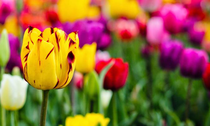 Tulips HD Wallpapers Free Download | HD Wallpapers (High Definition 