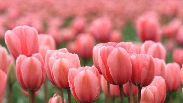 Desktop Tulip Wallpapers