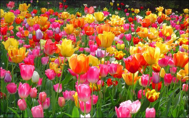 Tulip Wallpapers
