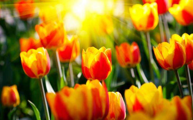 [42+] Tulips Wallpaper for Desktop 