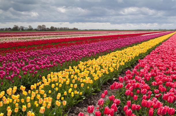 tulip, Fields, Tulips, Field, Flower, Flowers Wallpapers HD \/ Desktop 