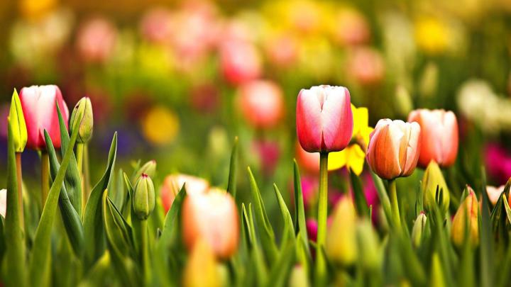 Desktop Tulip Wallpapers