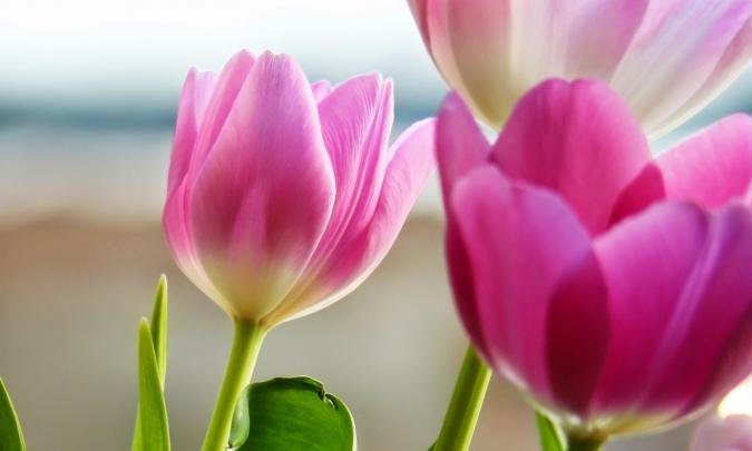 Tulips HD Wallpapers Free Download | HD Wallpapers (High Definition 
