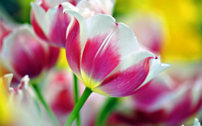 tulip picture pic - HD Desktop Wallpapers