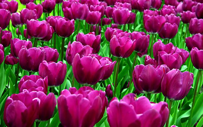 Tulips Wallpapers