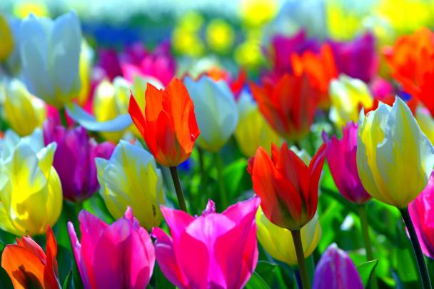 Spring Tulips Desktop Wallpapers