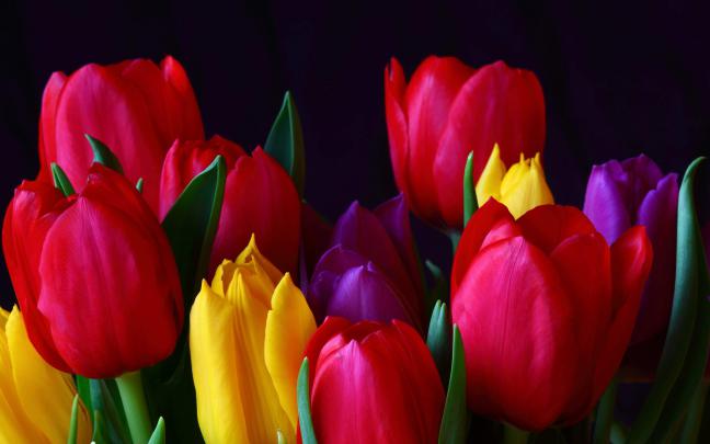 Tulip Flowers Wallpapers