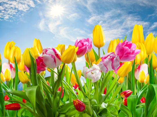 Colorful Tulips 4k Ultra HD Wallpaper | Background Image | 4000x3000 