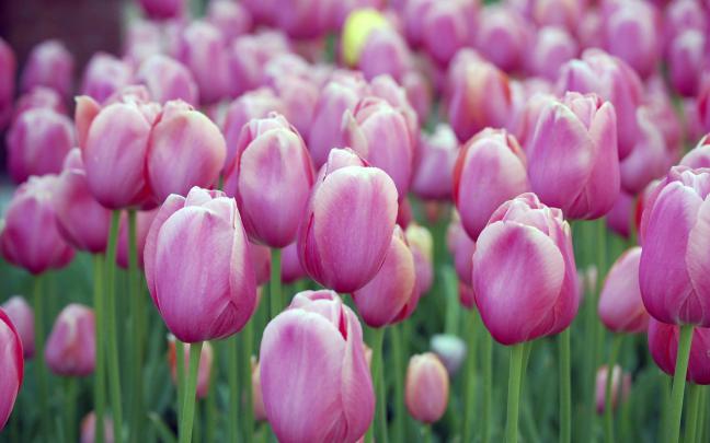 Best image of tulips, desktop wallpaper of purple, buds | ImageBank.biz