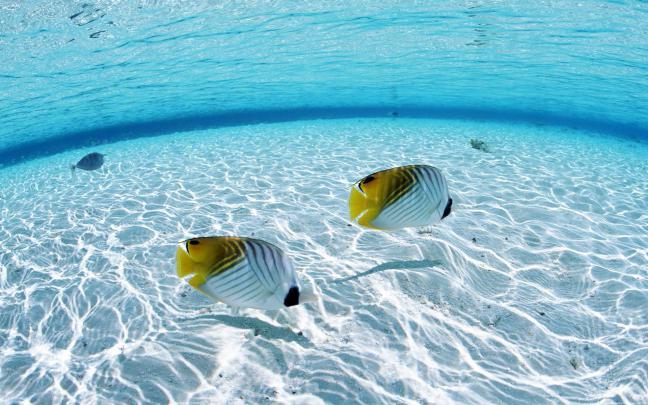 Under Water Wallpapers