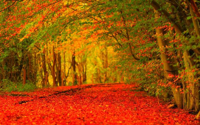 Autumn HD Widescreen Wallpaper (71+ images)