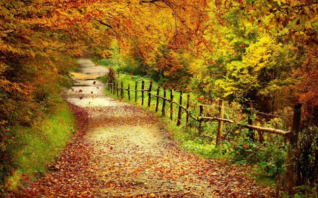 Autumn Path HD desktop wallpaper : Widescreen : High Definition 