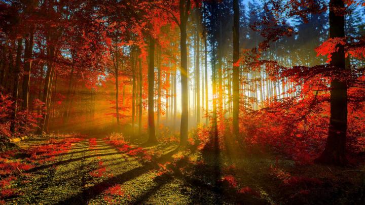 Autumn wallpaper Widescreen \u00b7\u2460 Download free amazing High Resolution 