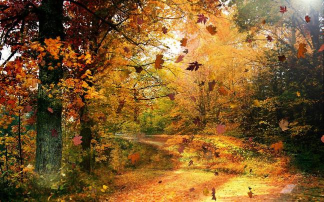 [45+] Autumn HD Widescreen Wallpaper 