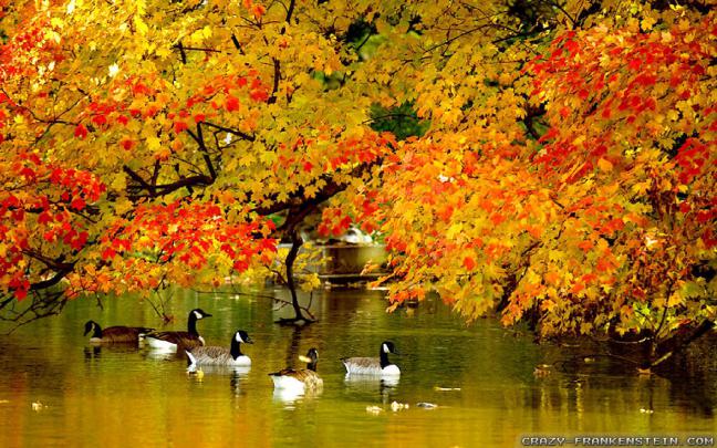 Fall wallpaper widescreen - SF Wallpaper