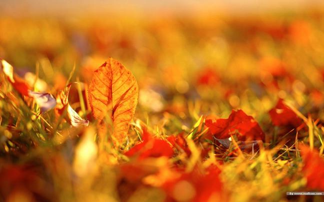 [48+] HD Wide Fall Wallpaper 