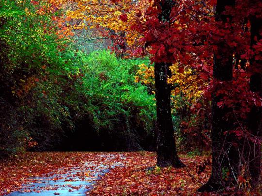 Autumn Wallpapers Widescreen |Free Images Fun