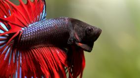 1920x1080 Fish Wallpaper